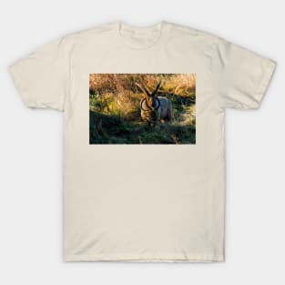 Rare breed sheep in pasture T-Shirt